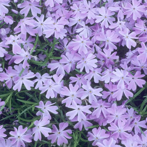 Kruipvlambloem blauw